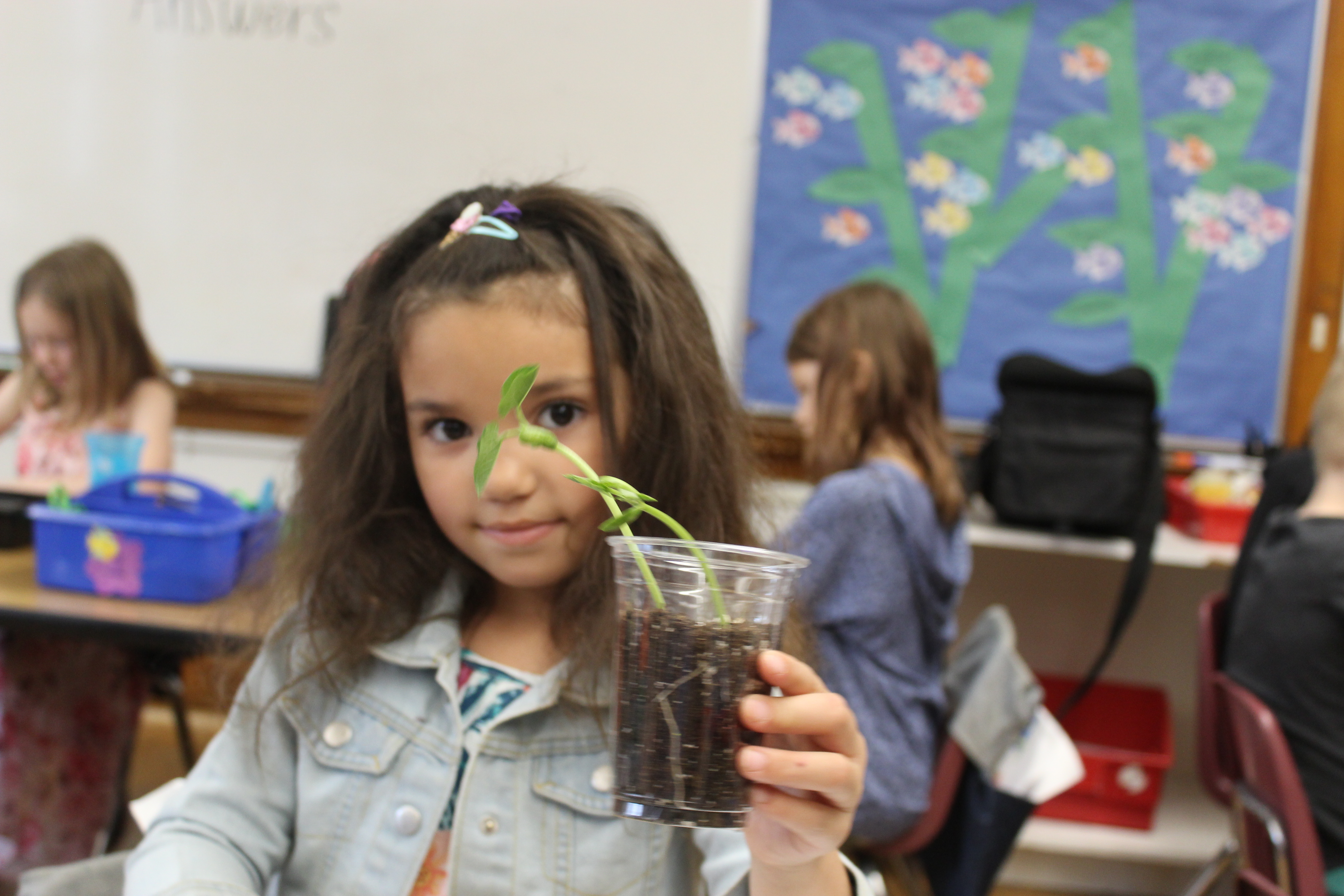 IMG_3985 A food education student shows seeds planted the previous week sprouting into leaves in their seedlings cup.